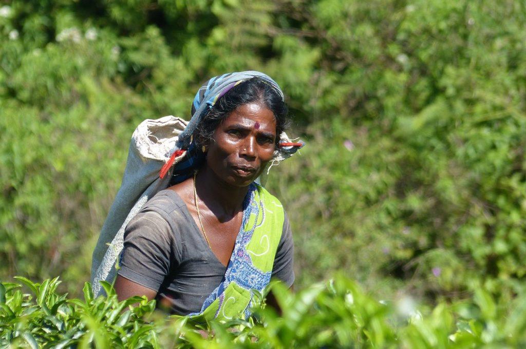 woman, sri lanka, tea-4826985.jpg
