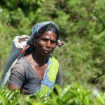 woman, sri lanka, tea-4826985.jpg