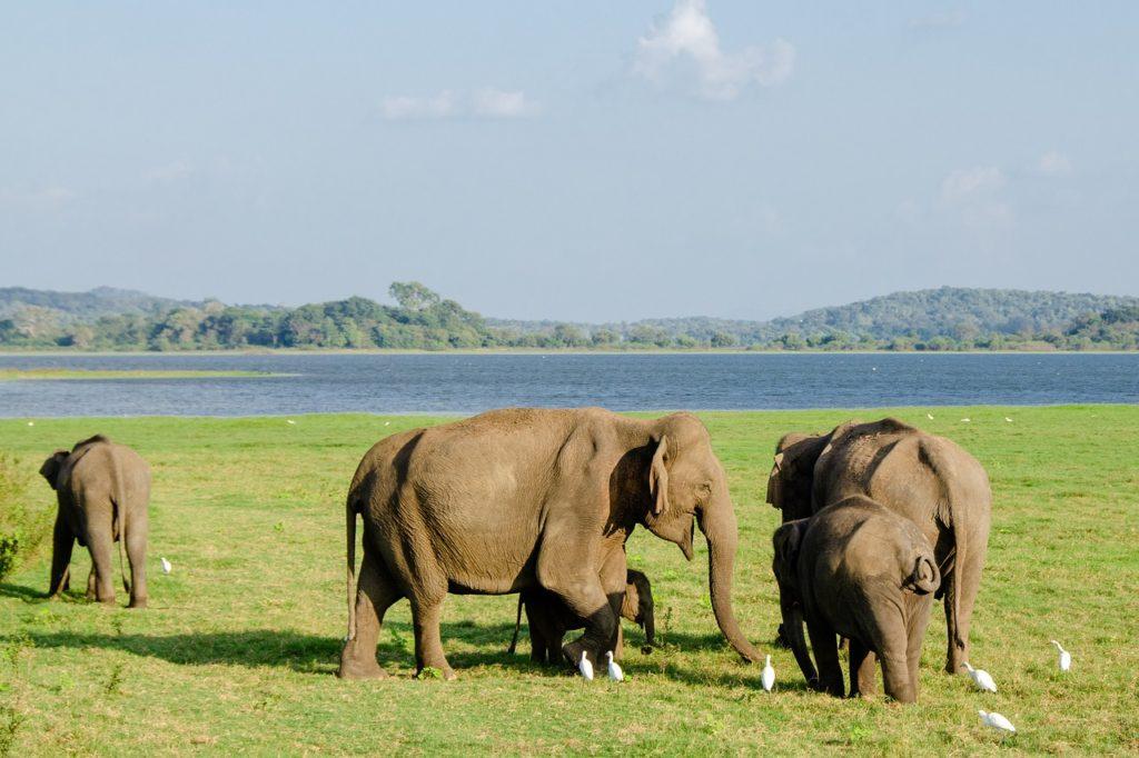 elephant, asian elephant, sri lankan elephant-4037429.jpg