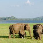 elephant, asian elephant, sri lankan elephant-4037429.jpg