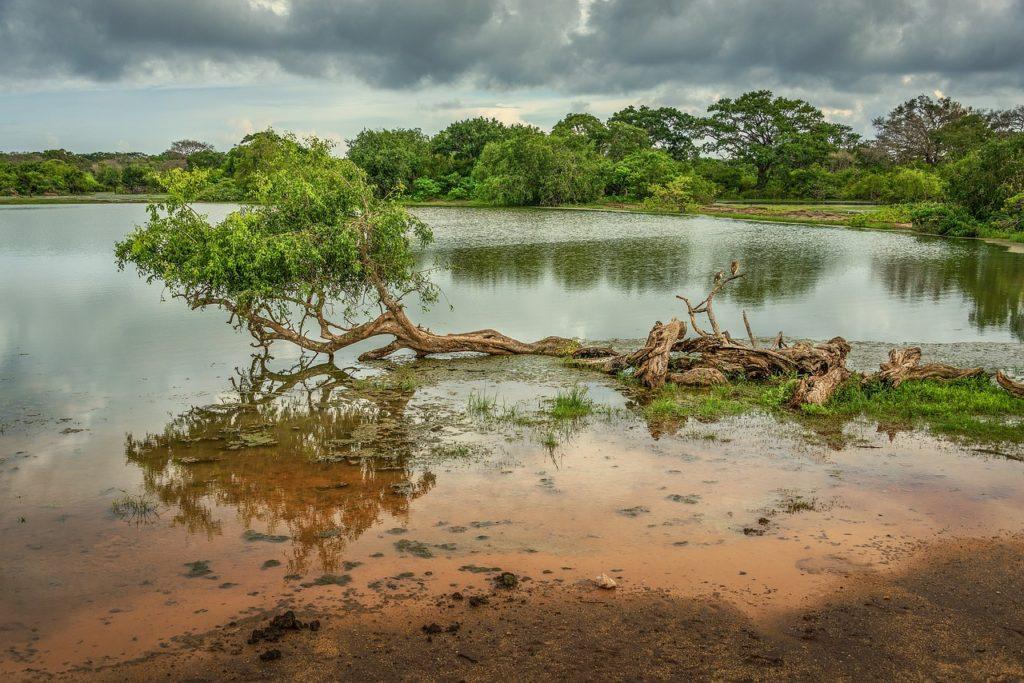 lake, trees, yala national park-5574020.jpg