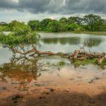 lake, trees, yala national park-5574020.jpg