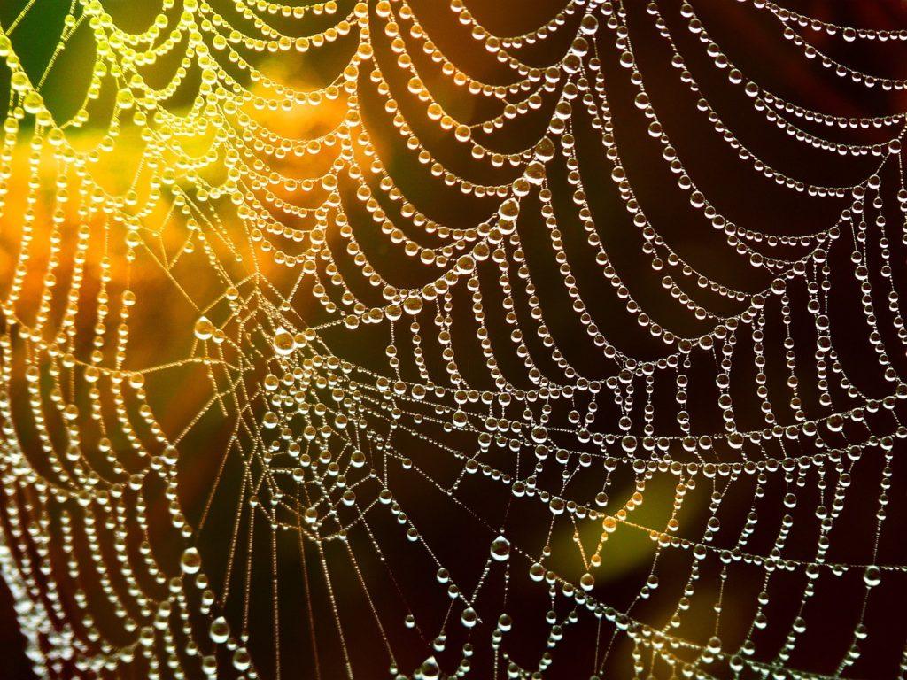 web, dew, spider web-586177.jpg