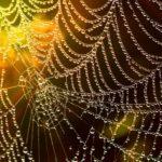 web, dew, spider web-586177.jpg