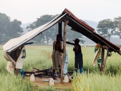 farmers, rice, rice field-6794992.jpg