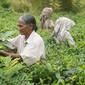 sri lanka, tea harvest, tea-1037002.jpg