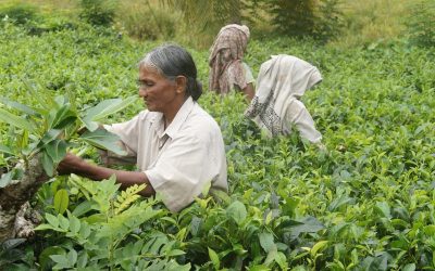 sri lanka, tea harvest, tea-1037002.jpg