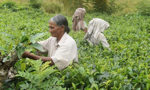 sri lanka, tea harvest, tea-1037002.jpg